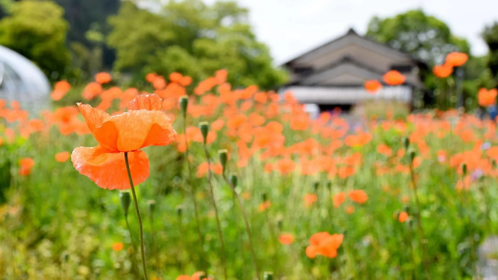 Gyozanen Hotel Kyoto